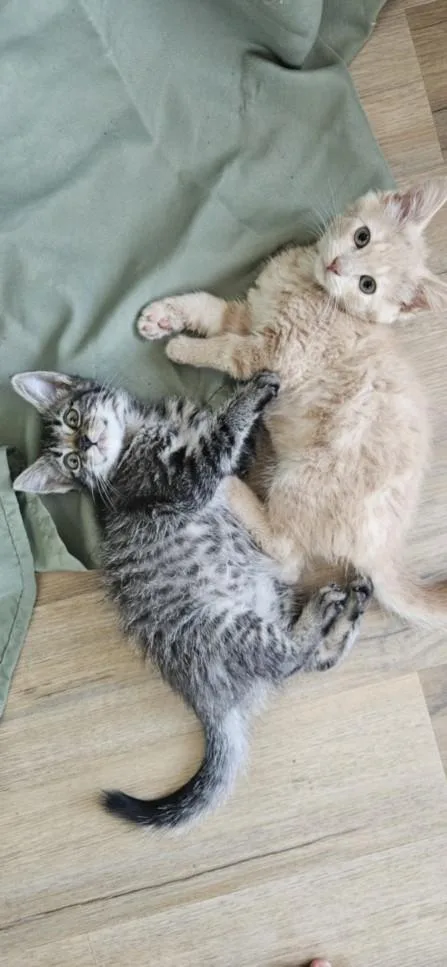 A baby small-sized male Domestic Short Hair cat named Ted for adoption in Santa Cruz, CA