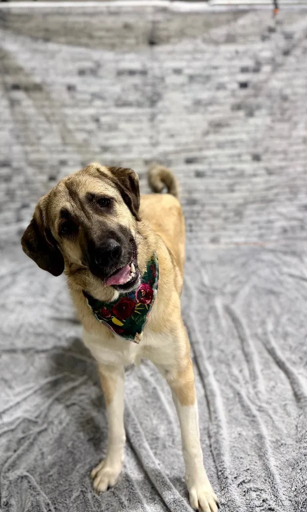 Priscilla thumbnail 2