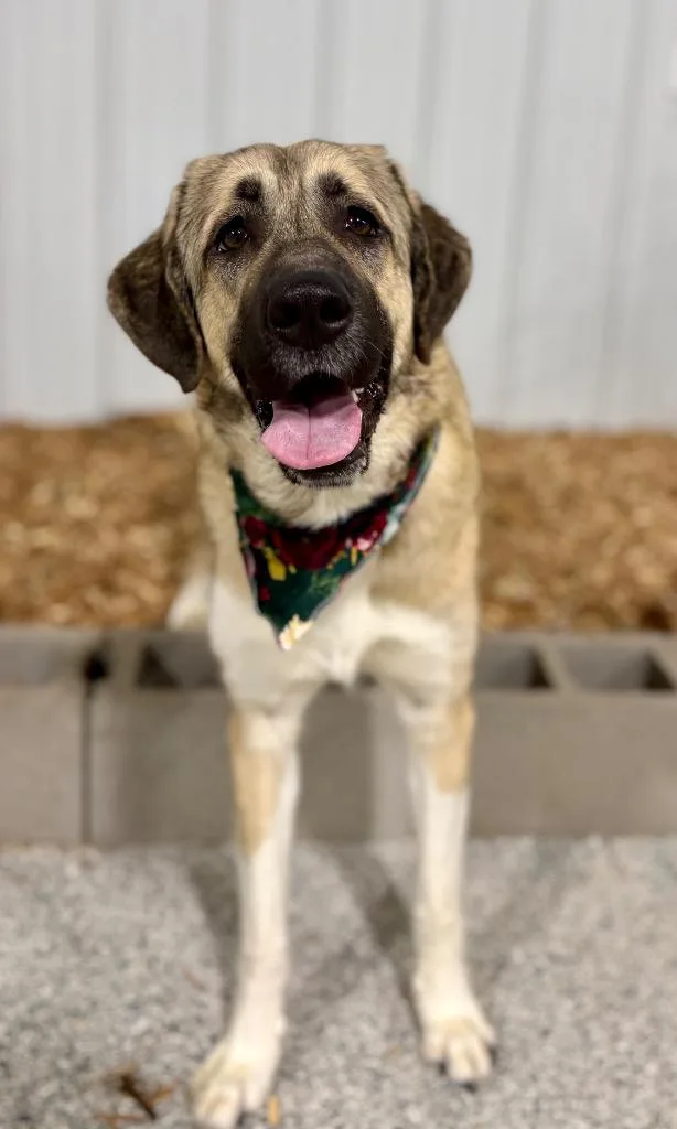 Priscilla thumbnail 3