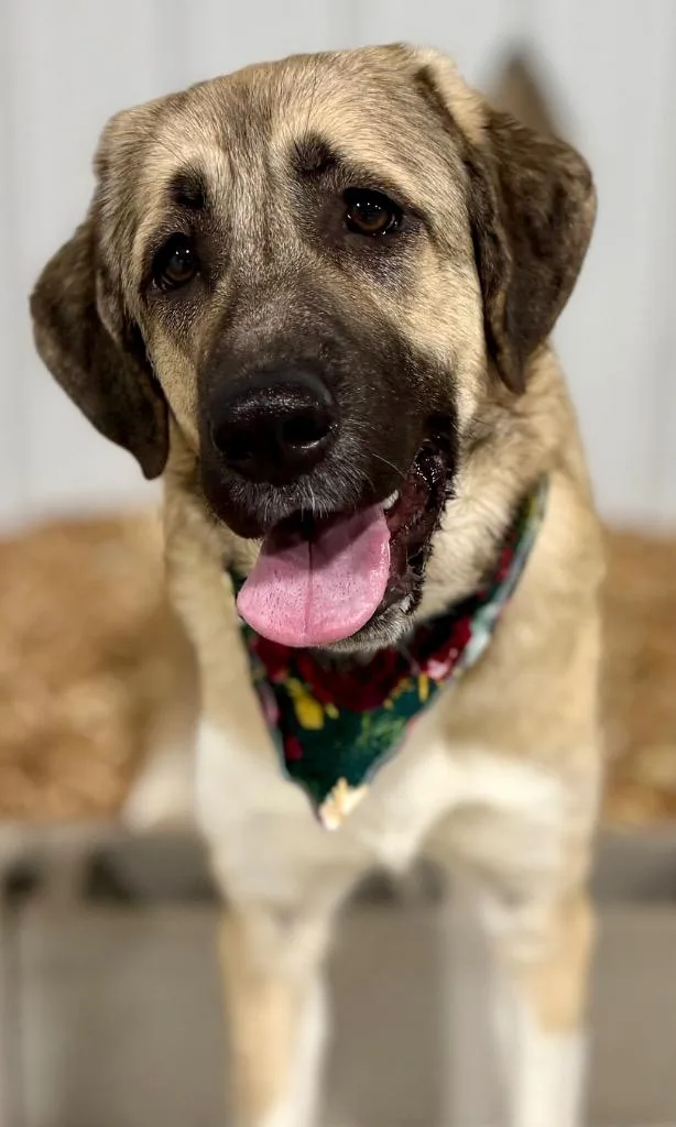 Priscilla thumbnail 4