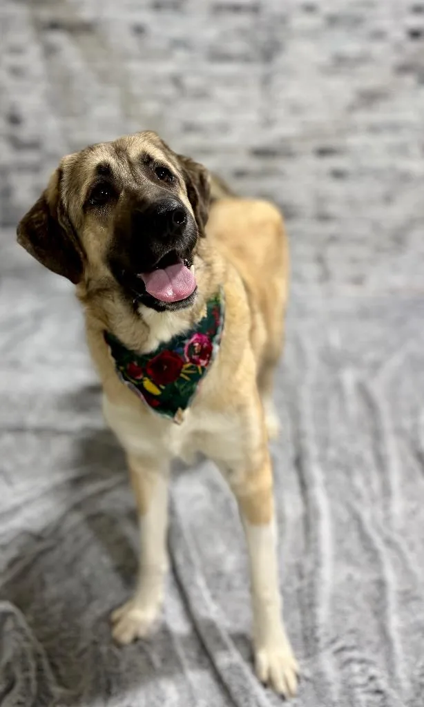 Priscilla thumbnail 5