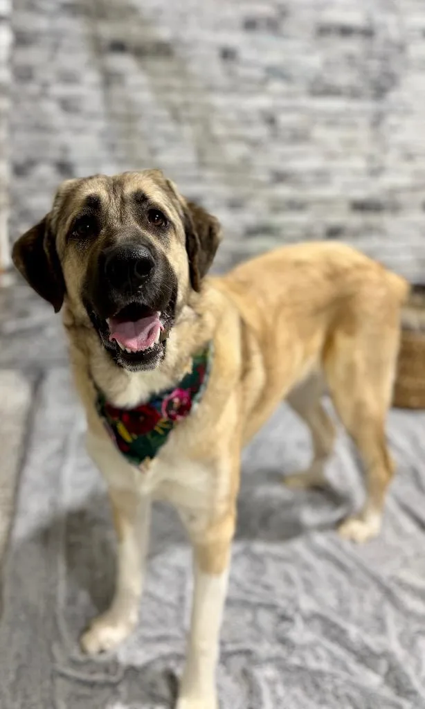 Priscilla thumbnail 6