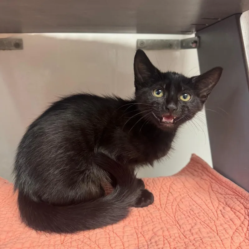 A baby small-sized male Black Domestic Short Hair cat named Famo for adoption in West Palm Beach, FL