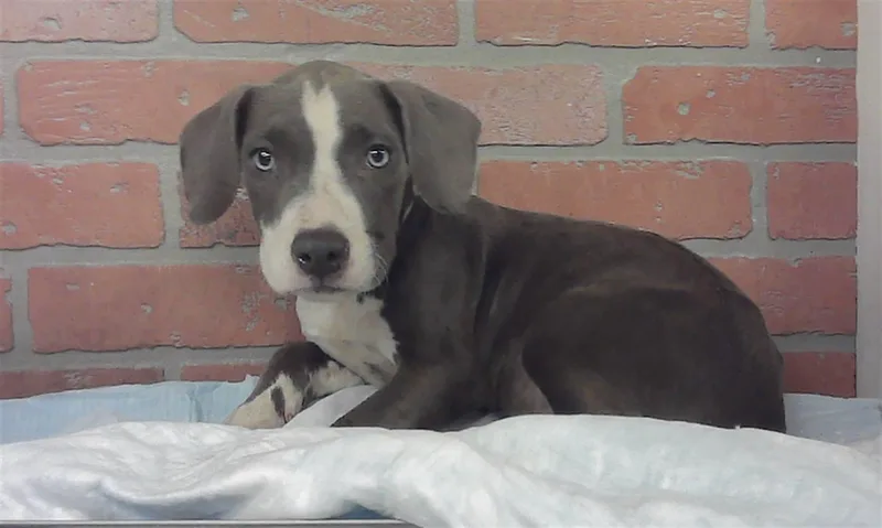 A baby small-sized female Staffordshire Bull Terrier dog named A for adoption in Houston, TX