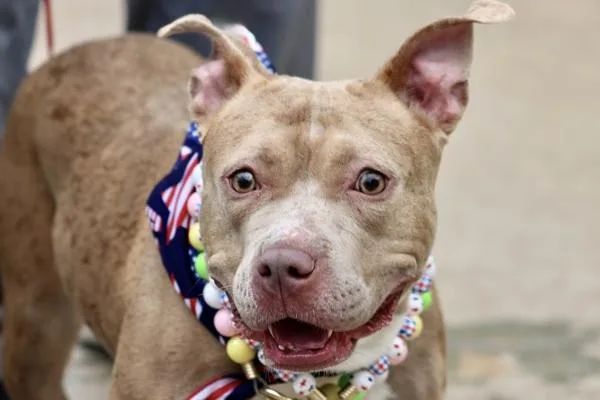 An adult large-sized female Mixed Breed dog named Grizelda for adoption in Staten Island, NY
