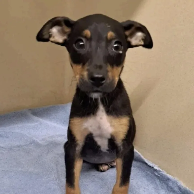 A baby medium-sized male Tricolor (Brown, Black, & White) Australian Shepherd dog named Murphy for adoption in Cedarburg, WI