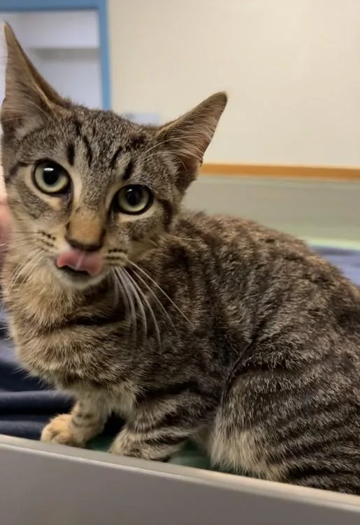 A baby medium-sized male Tabby (Brown / Chocolate) Domestic Short Hair cat named Sergeant Hoagie for adoption in Suffolk, VA