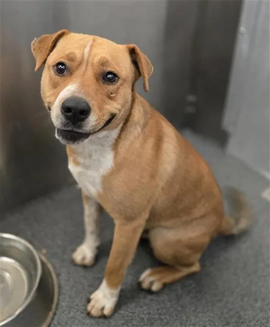 A young large-sized male Mixed Breed dog named Sushi for adoption in Dallas, TX