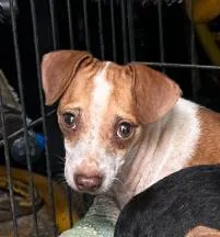 A young small-sized female Dachshund dog named Mami for adoption in San Antonio, TX