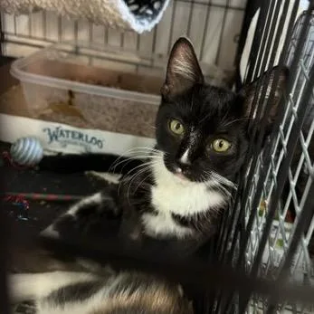 A baby small-sized female Black Domestic Short Hair cat named Tandy for adoption in Abingdon, MD
