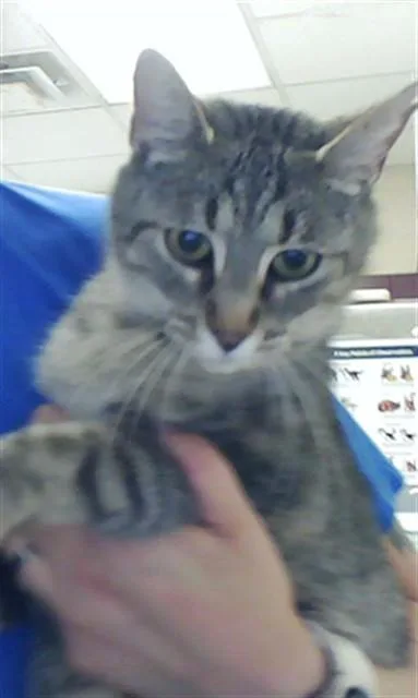 A young large-sized female Domestic Short Hair cat named A for adoption in Fayetteville, NC
