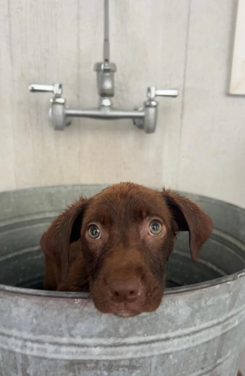 Brownie thumbnail 2