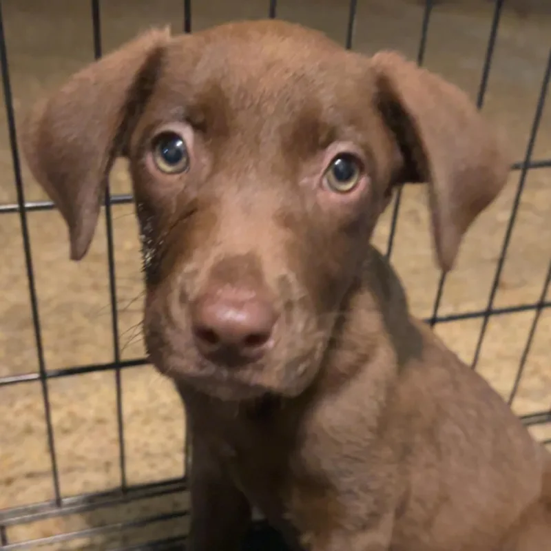 Brownie thumbnail 3