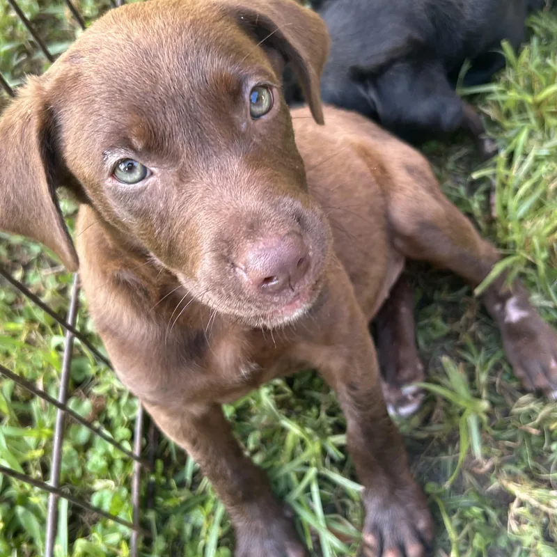 Brownie thumbnail 4