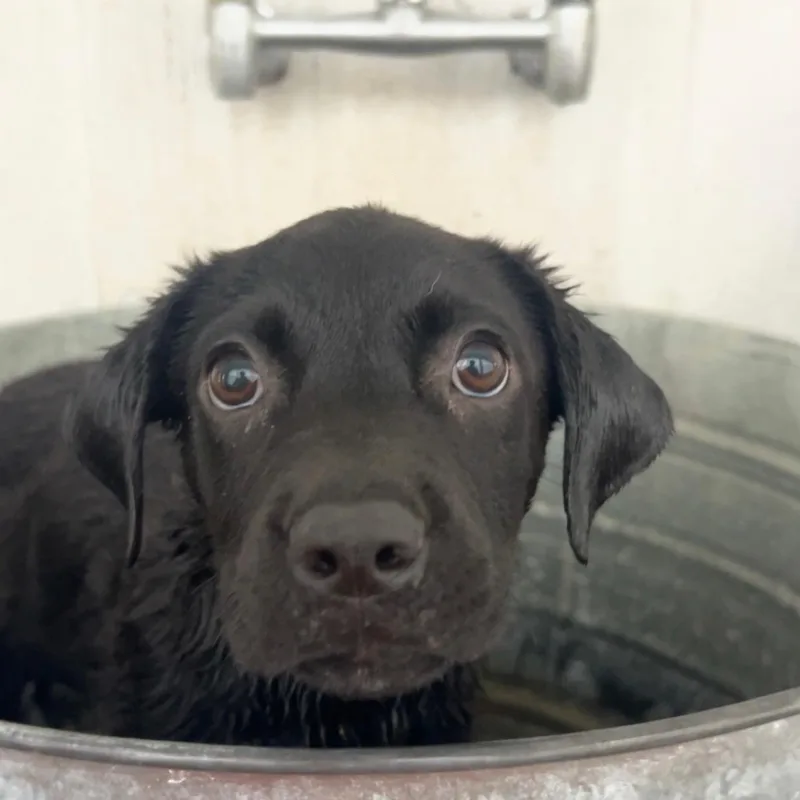 Brownie thumbnail 5