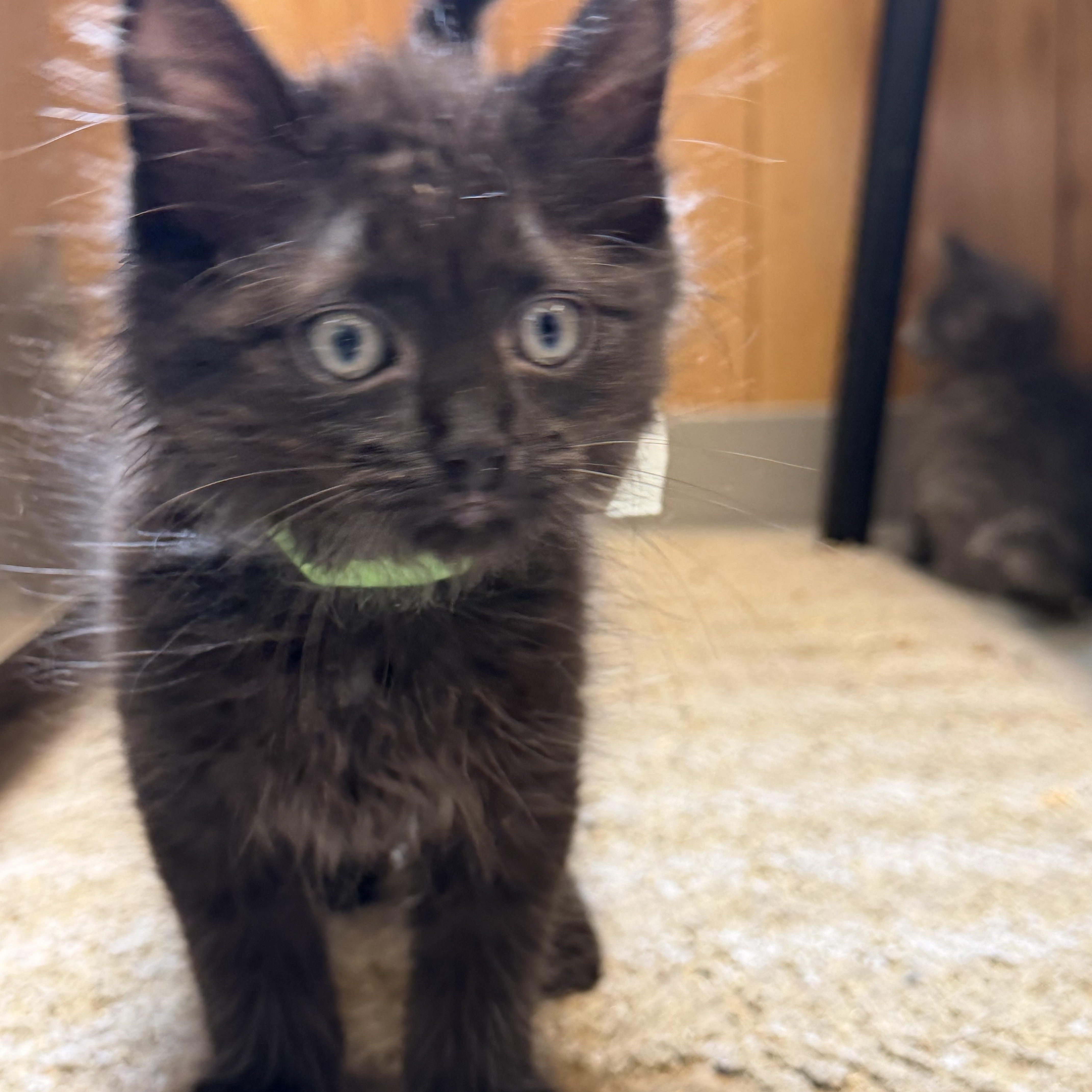 A baby medium-sized male Black Domestic Long Hair cat named Vortex for adoption in Kent, WA