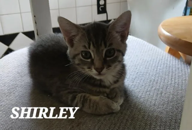 Shirley thumbnail 2