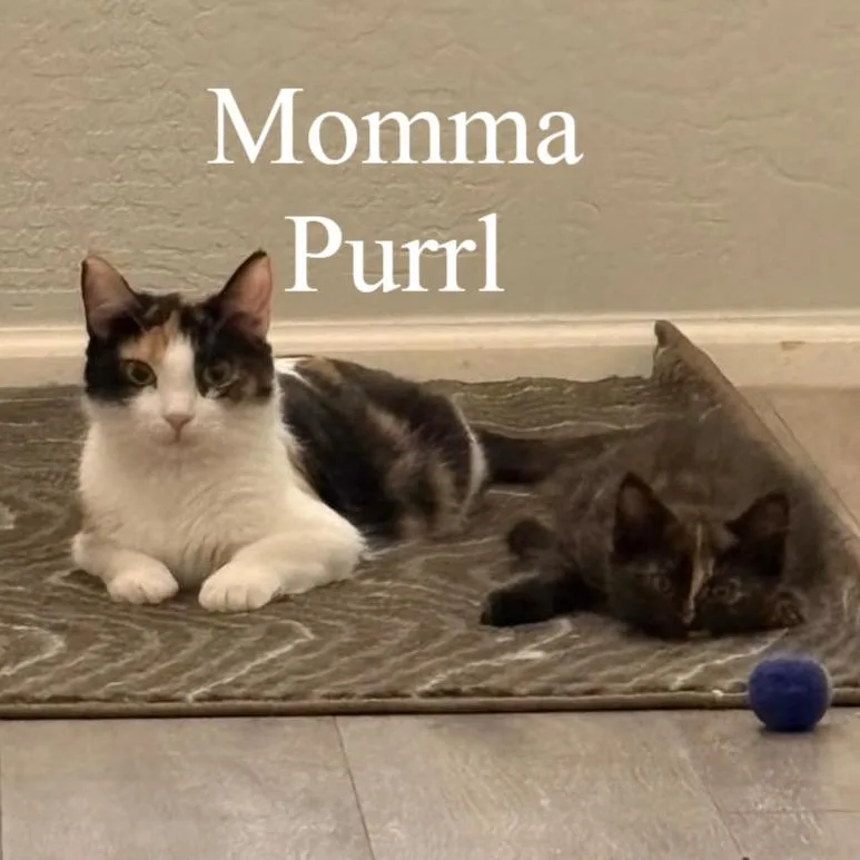 Purrl thumbnail 2