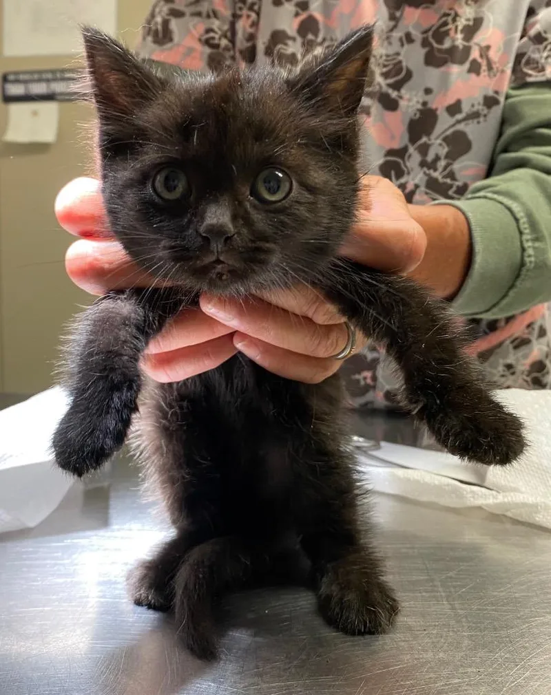 A baby small-sized male Domestic Short Hair cat named Roku for adoption in Ewing, NJ