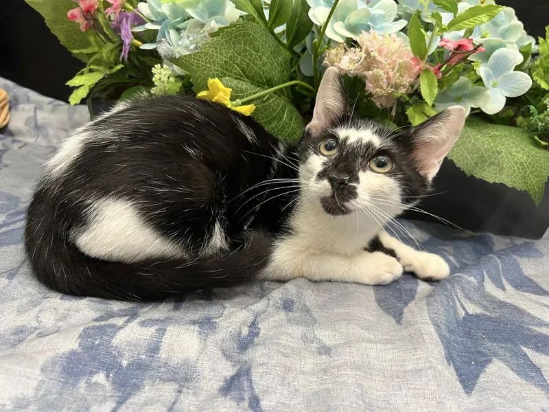 A baby small-sized male Black & White / Tuxedo Domestic Short Hair cat named Lupin for adoption in Fayetteville, GA