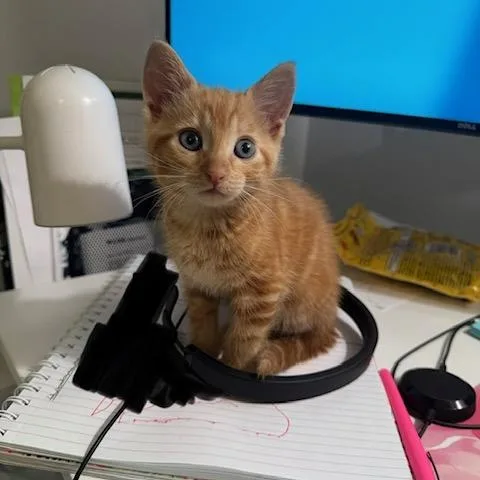 A baby medium-sized female Tabby (Orange / Red) Domestic Short Hair cat named Charlotte for adoption in Maitland, FL