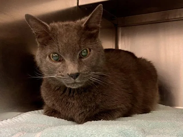 An adult large-sized male Domestic Short Hair cat named Simeon for adoption in Saint Peters, MO