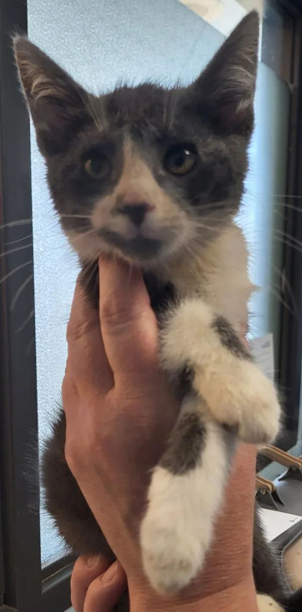 A baby small-sized male Domestic Short Hair cat named Kd Freddy for adoption in Lawrenceville, GA