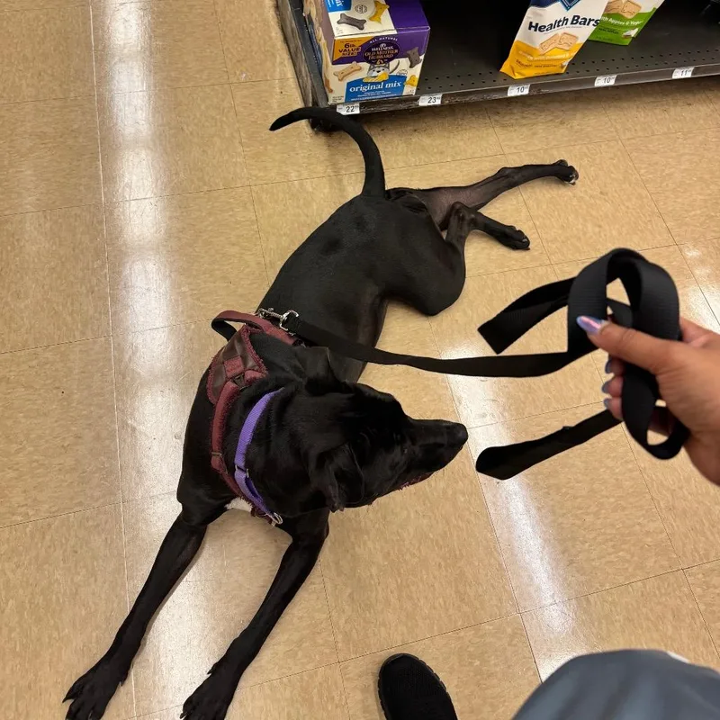 An adult large-sized female Black Pit Bull Terrier dog named Luna Raven for adoption in Dallas, TX