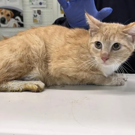 A young medium-sized female Domestic Short Hair cat named Bombon for adoption in Los Angeles, CA