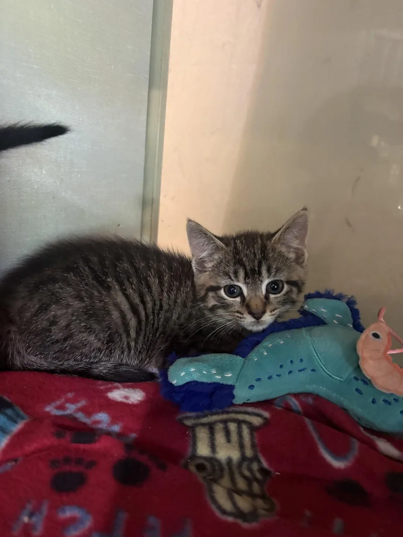 A baby medium-sized female Domestic Short Hair cat named Sirene for adoption in Yardley, PA