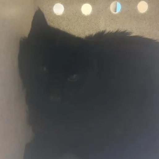 A baby medium-sized female Black Domestic Medium Hair cat named Cinder for adoption in Tacoma, WA