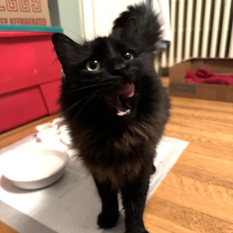 A young medium-sized female Domestic Long Hair cat named Susu N.  From for adoption in New York, NY