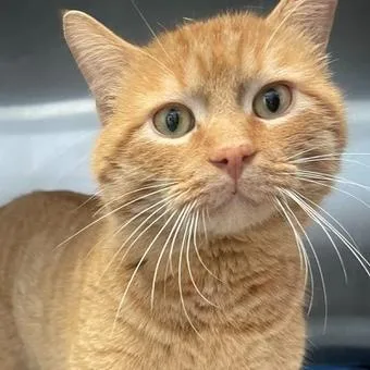 An adult large-sized male Tabby (Orange / Red) Domestic Short Hair cat named Homer for adoption in Rochester, MN
