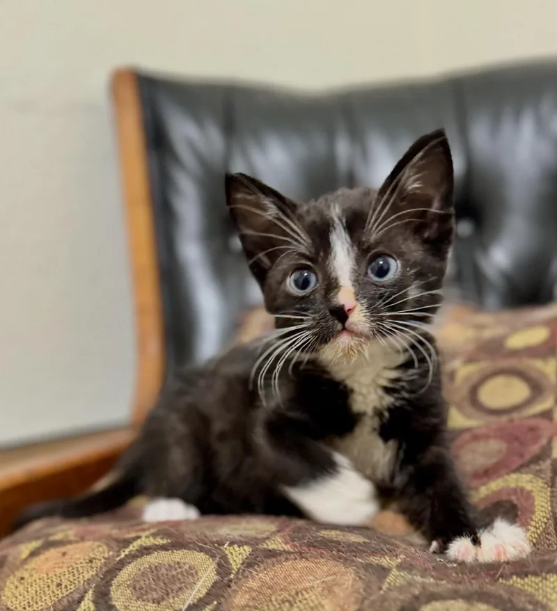 A young medium-sized male Black & White / Tuxedo Tuxedo cat named Cadbury for adoption in Helendale, CA