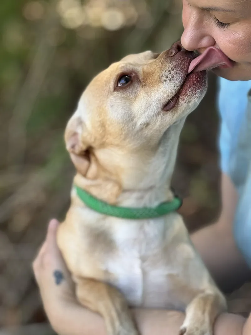 An adult small-sized male Terrier dog named Toaster for adoption in Meherrin, VA