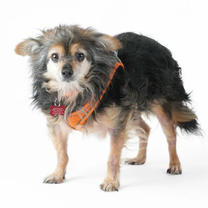 A senior small-sized male Black Terrier dog named Banner for adoption in San Francisco, CA