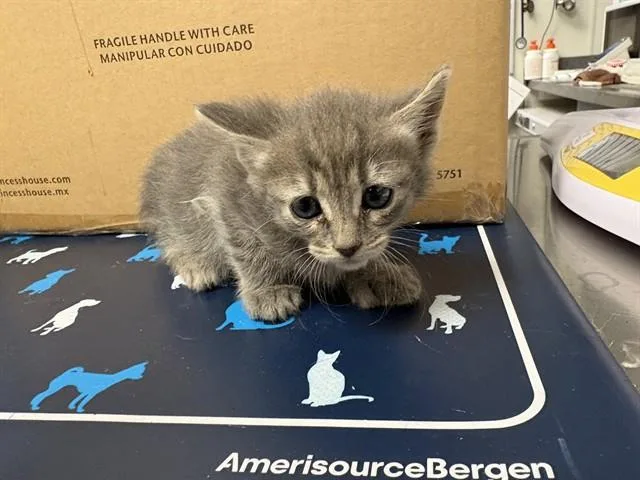 A baby small-sized female Domestic Short Hair cat named Juno for adoption in Ontario, CA