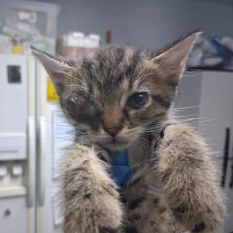 A baby small-sized female Brown / Chocolate Domestic Short Hair cat named Bagel for adoption in Summerville, SC