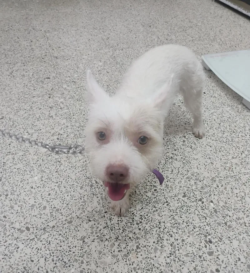 A young medium-sized male West Highland White Terrier / Westie dog named Blonde for adoption in New York, NY
