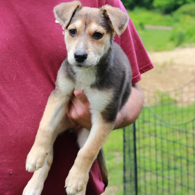 A baby medium-sized female Yellow / Tan / Blond / Fawn Mixed Breed dog named CT Pilar for adoption in Stormville, NY