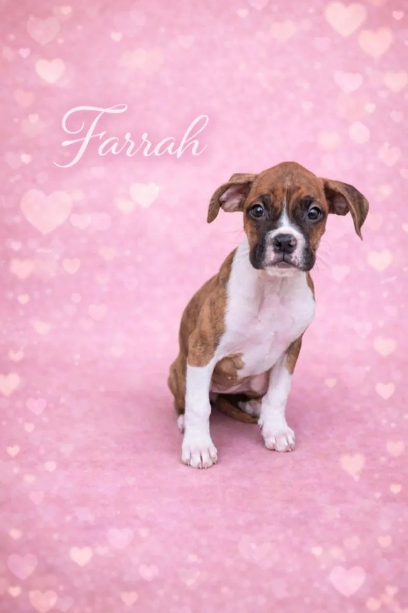 A baby medium-sized female Boxer dog named Farrah for adoption in Elizabethtown, PA