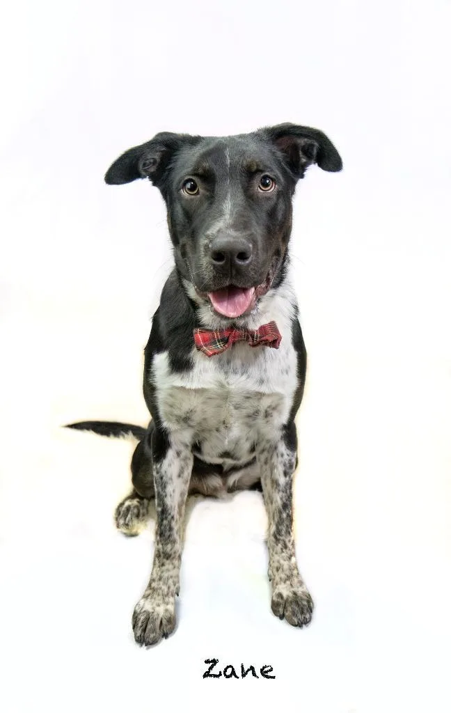 A young medium-sized male Pointer dog named Zane for adoption in Hot Springs Village, AR
