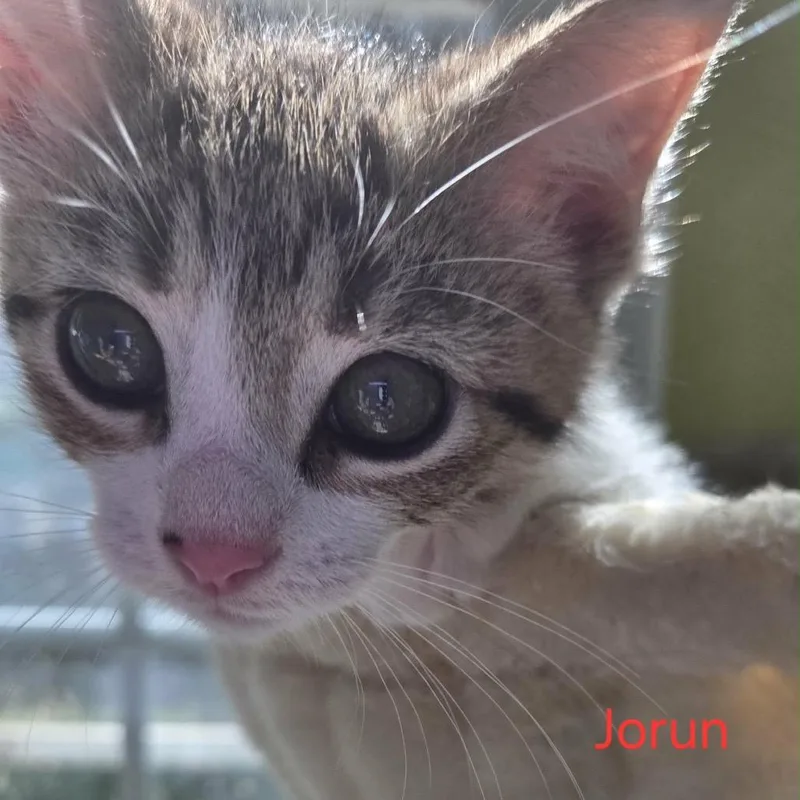 Jorun
