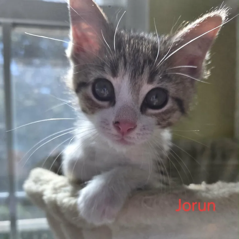 Jorun thumbnail 3