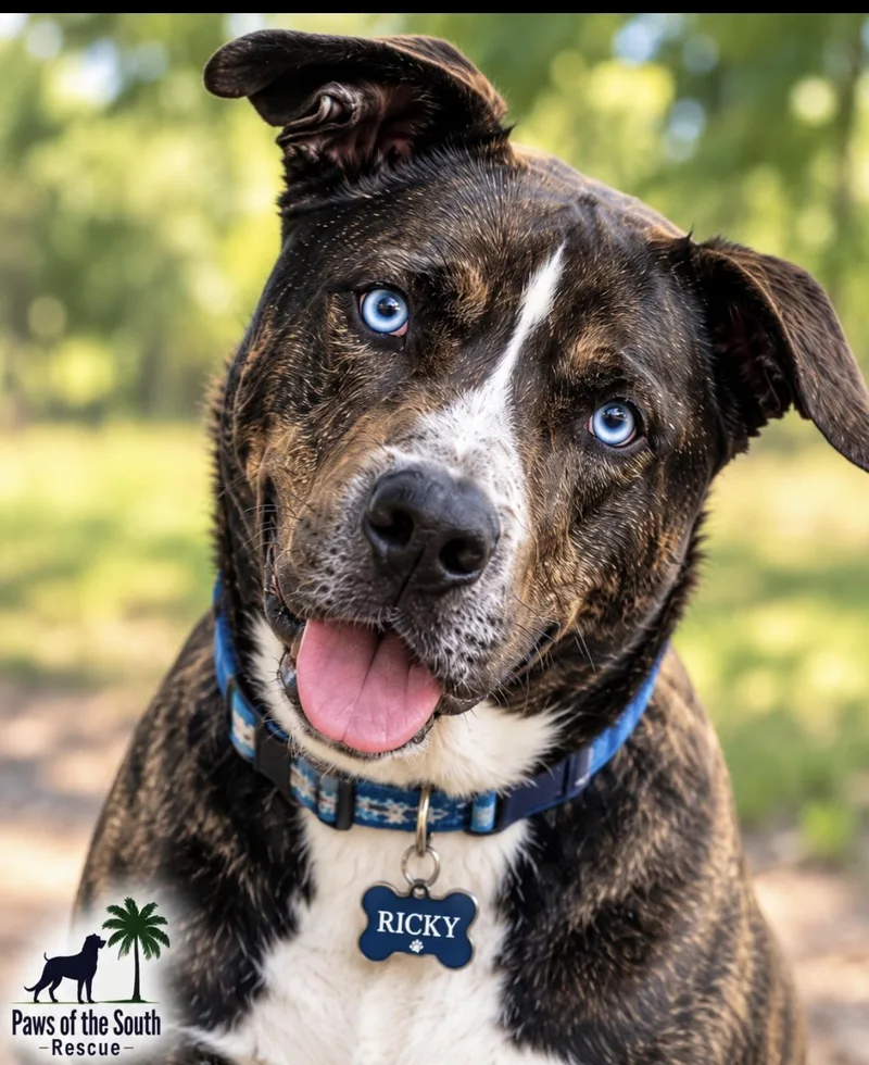 An adult large-sized male Black Husky dog named Ricky for adoption in CUMMING, GA