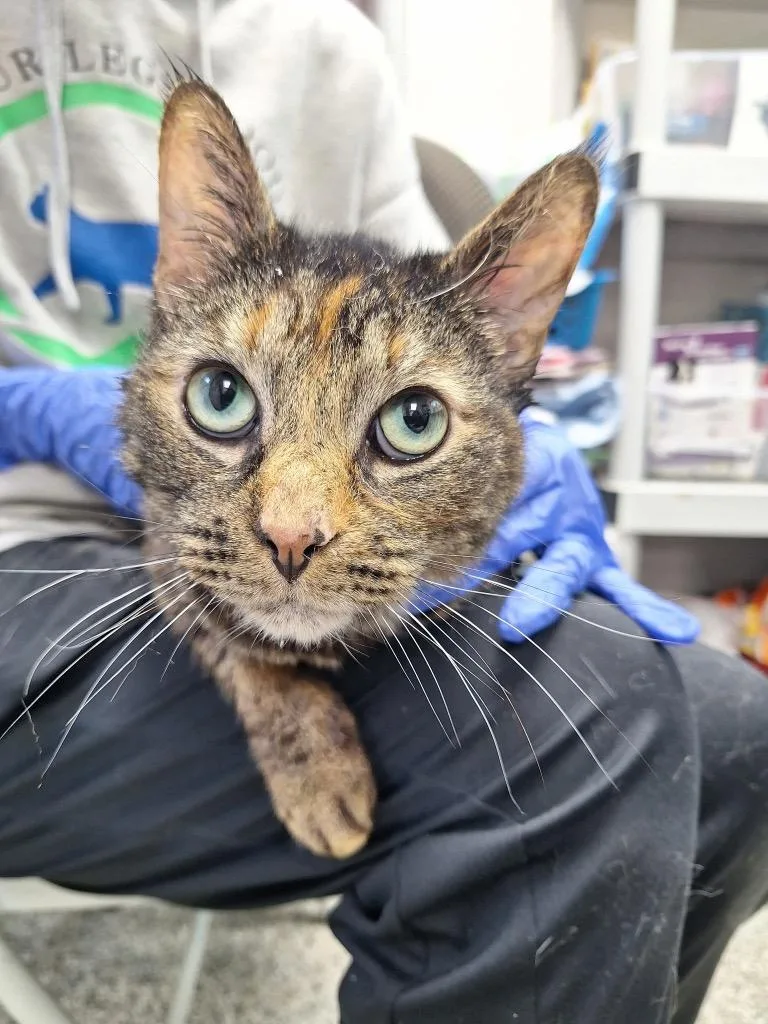 A young medium-sized female Domestic Short Hair cat named May for adoption in Pomona, NY
