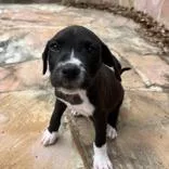 A baby medium-sized male Black Pointer dog named Ollie for adoption in Tampa, FL