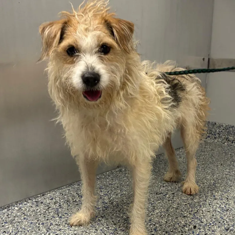 An adult small-sized female White / Cream Mixed Breed dog named Wynona for adoption in Greenville, SC
