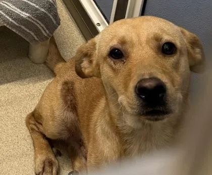 An adult medium-sized male Mixed Breed dog named Boba for adoption in Honolulu, HI
