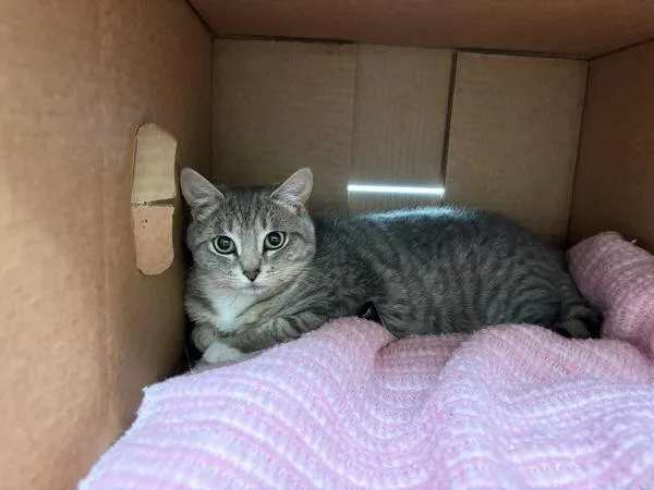 A young medium-sized female Domestic Short Hair cat named Ary for adoption in Stratham, NH